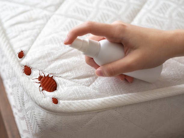 Best Ant Control Services  in East Harwich, MA