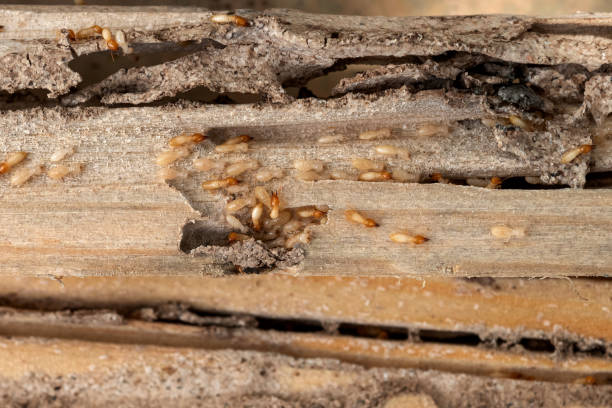 Best Pest Prevention Services  in East Harwich, MA